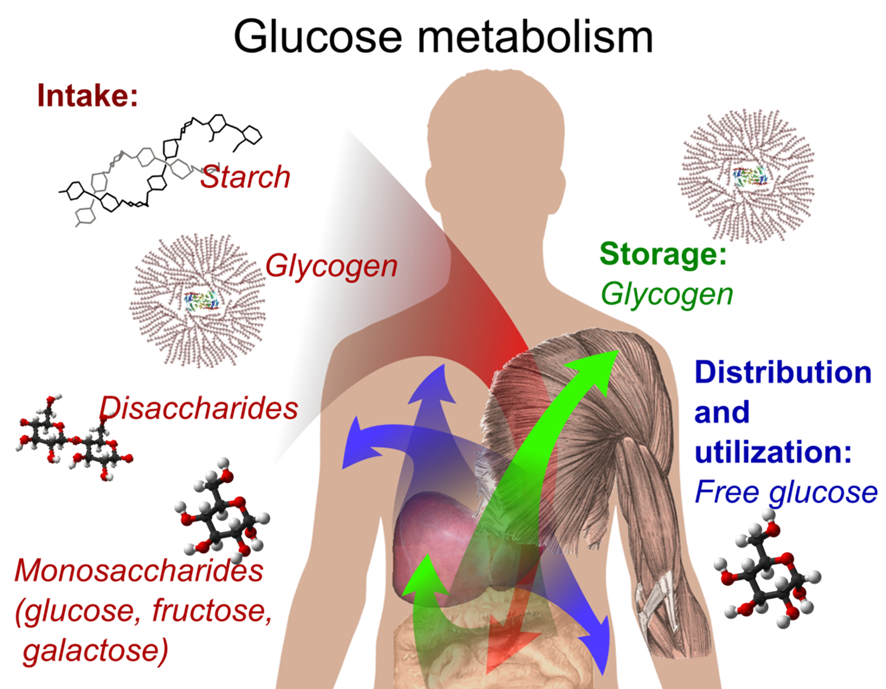 Mejores suplementos para atletas híbridos 5 image 33