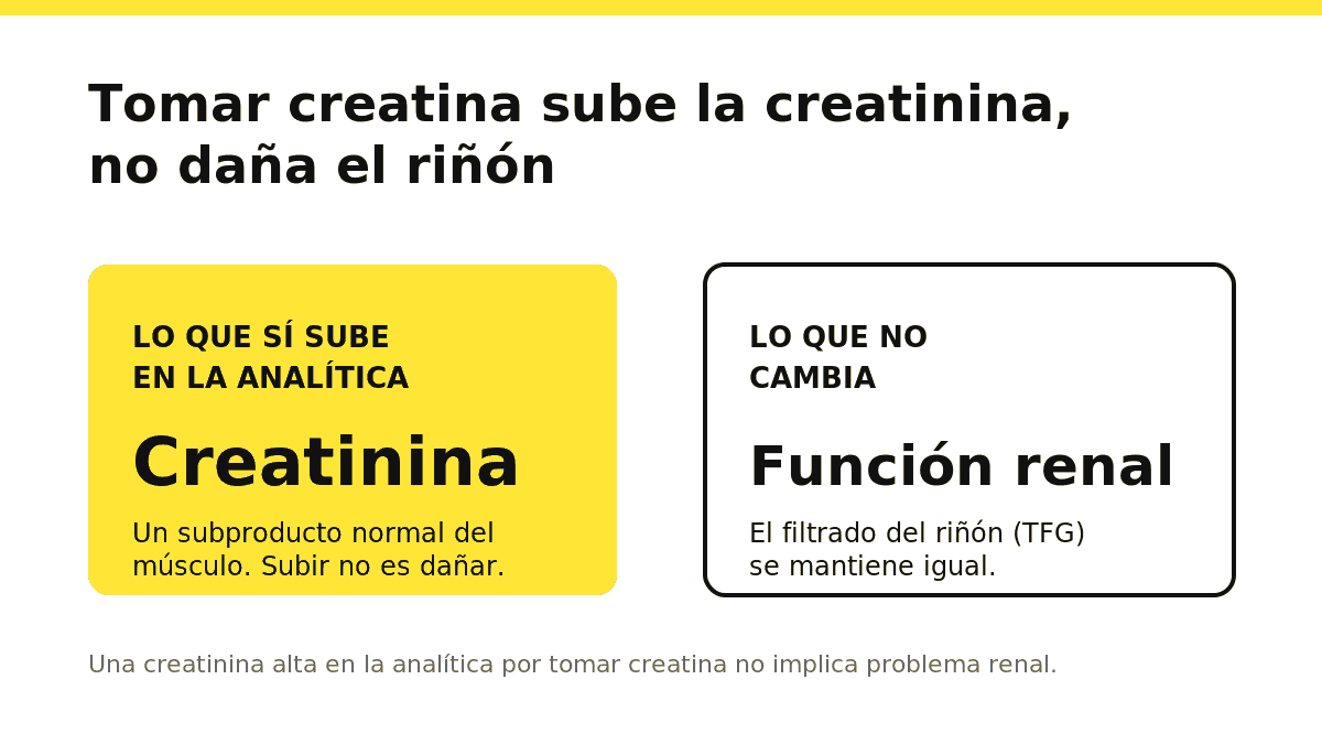 Esquema que distingue la creatinina (sube en la analítica al tomar creatina) de la función renal (no se altera)
