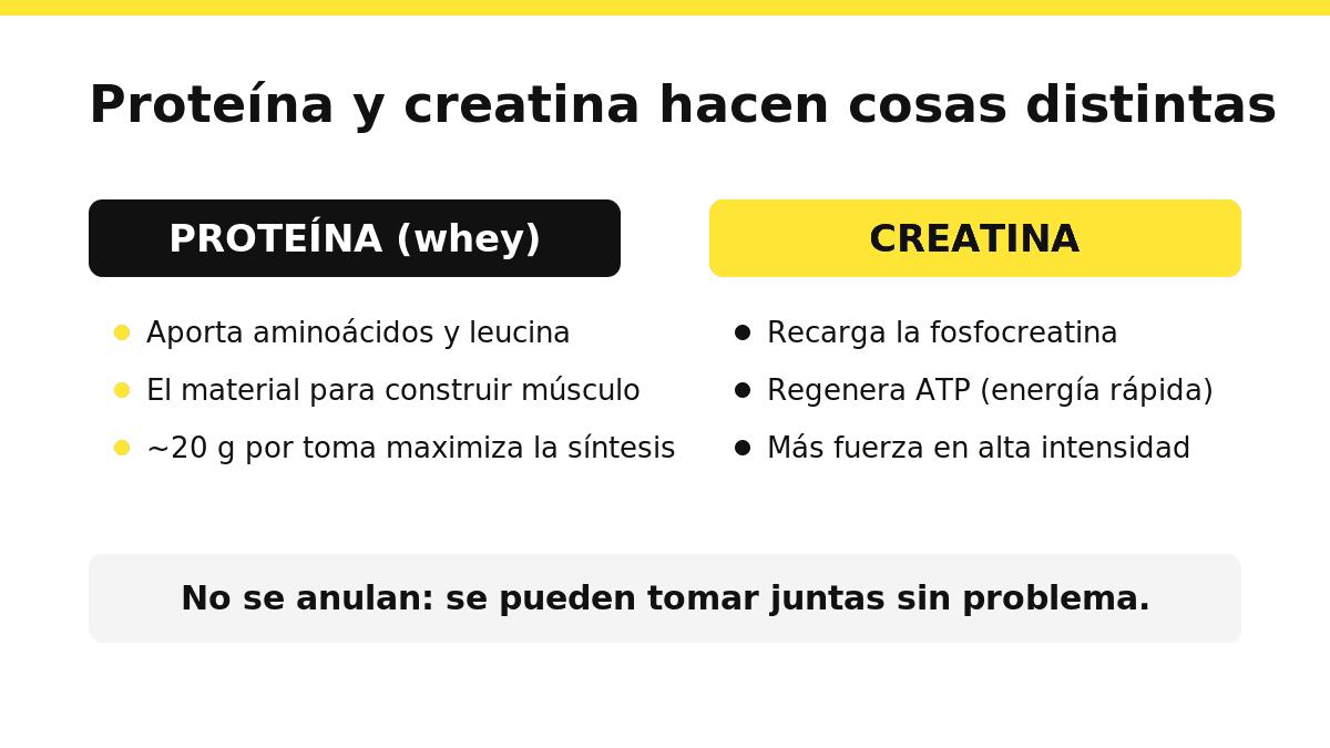 Comparación en dos columnas entre proteína y creatina: la proteína aporta aminoácidos y la creatina recarga la fosfocreatina