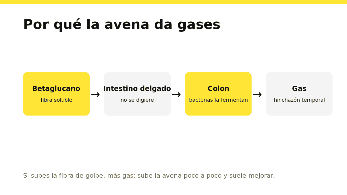 Por qué la avena me sienta mal: causas reales y cómo evitarlo 1 Esquema del recorrido de la fibra de la avena hasta el colon, donde fermenta y produce gas